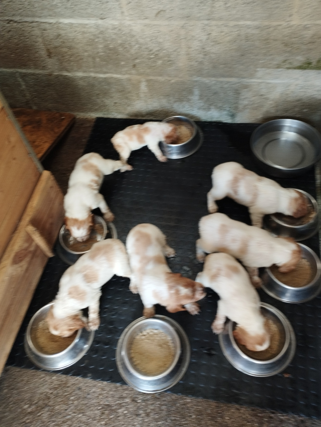 Chiot Epagneul Breton De Bili-Gwen